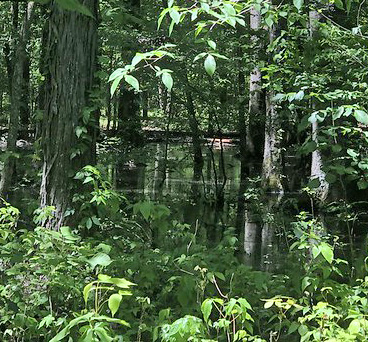 Flooded oaks in bottomland