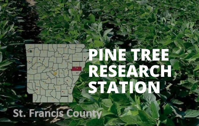 Pine Tree art Pine Tree