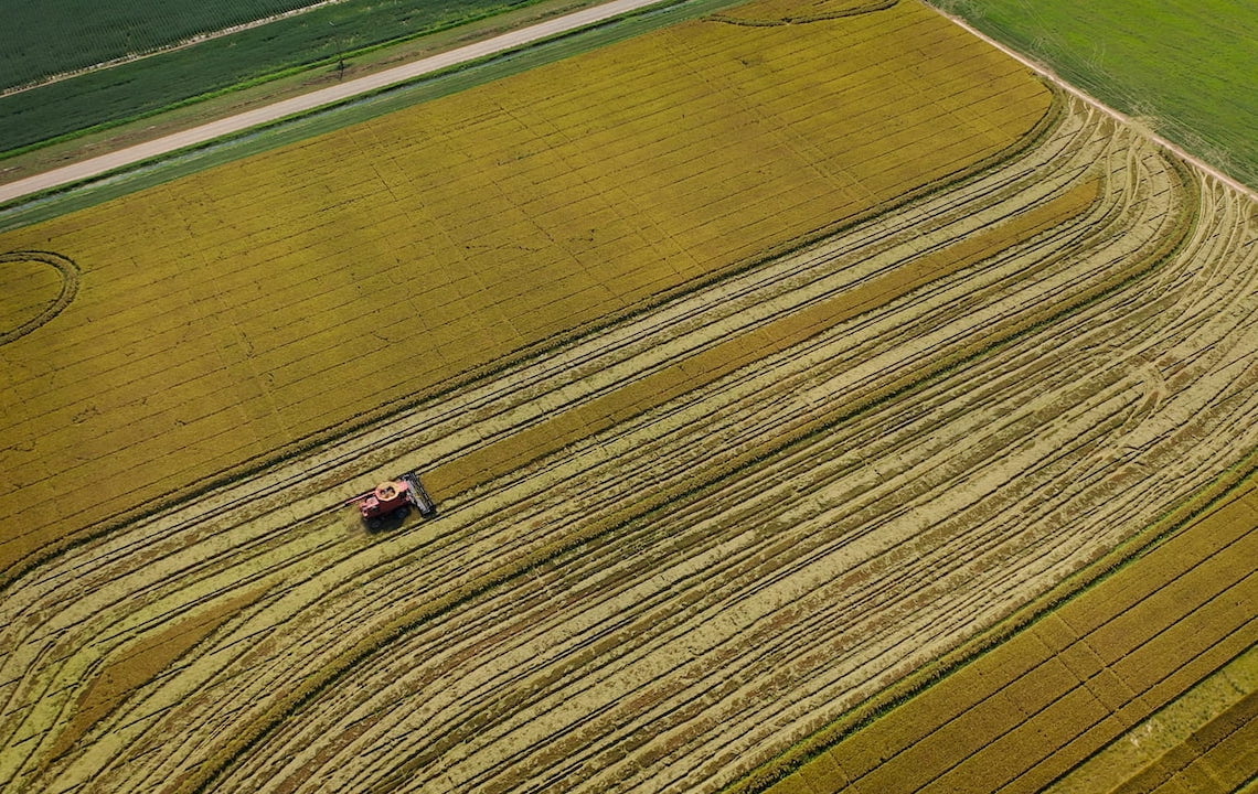 Overhead look at rice harvest