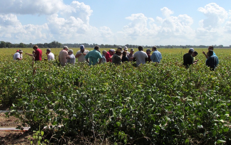 A diverse group of individuals standing together in a lush green soybean field under a clear blue sky.