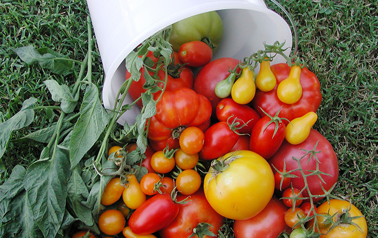 A white bucket overflowing with ripe, red tomatoes, showcasing their vibrant color and fresh appearance.