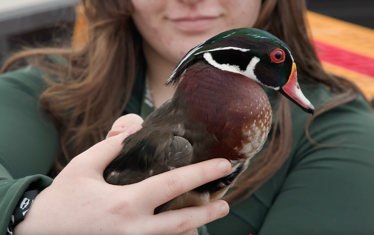 A woman gently cradles a vibrant wood duck in her hands, showcasing its colorful plumage and intricate patterns.