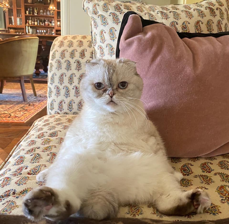 Meredith, Taylor Swift's cat