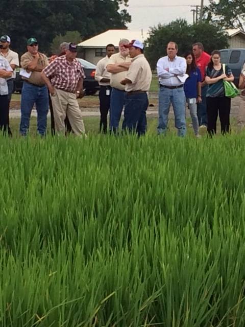 Reseachers show their work at Rice Expo