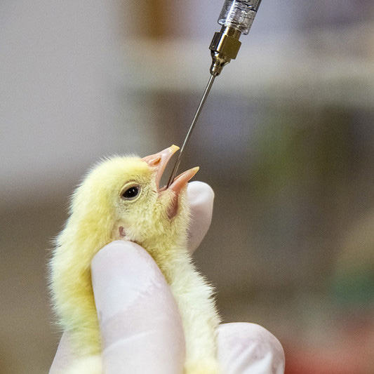 Chick getting a vaccination 