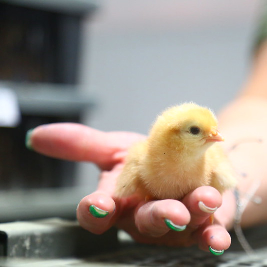 Yellow chick in a palm