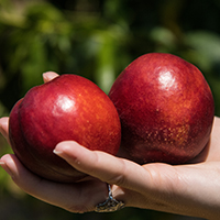 Two Westbrook nectarines in a hand